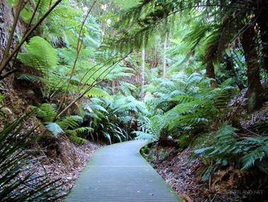 Rainforest Walk, Australian National Botanic Gardens, Canberra, ACT